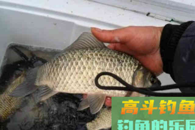 气温高，大板鲫就难钓了？立马换用这套路