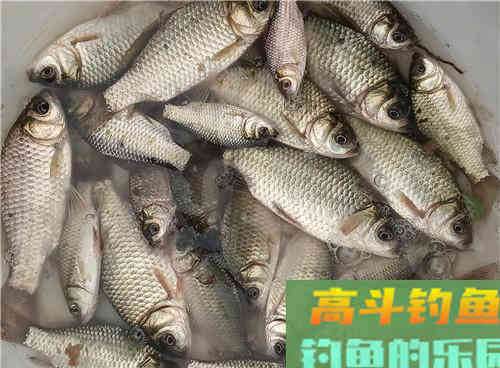 秋季野钓鲫鱼什么最重要？教你两招，野生鲫鱼钓获多