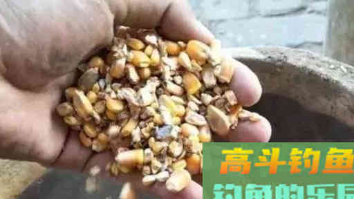 初夏钓草鱼只要熟悉以下这套钓法,收获会好 初夏钓草鱼只要熟悉以下这套钓法,收获会好