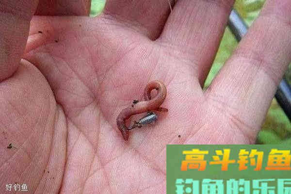 手竿野钓黄颡鱼应该注意那几个方面知识