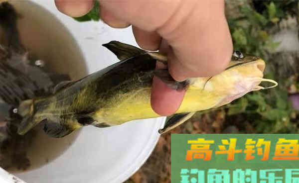 寒露手竿钓黄颡鱼的技巧,还是这招最好用 寒露手竿钓黄颡鱼的技巧,还是这招最好用