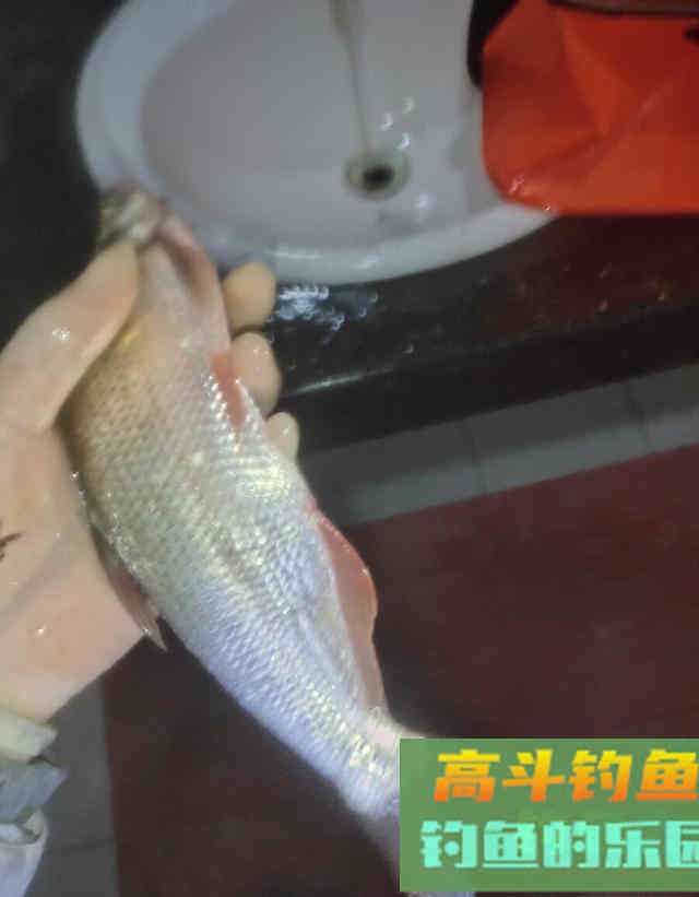 从邓刚狂抽翘嘴鱼，牵扯出钩距50公分的细节