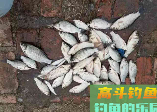 冬钓鲫鱼的过程中，需要钓友时刻牢记的3个钓法技巧