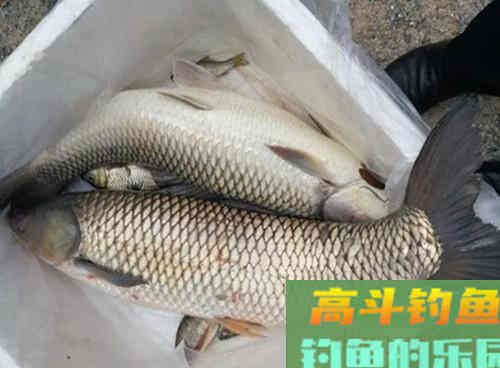 自然水域的野生草鱼,在秋季该如何作钓呢 自然水域的野生草鱼,在秋季该如何作钓呢