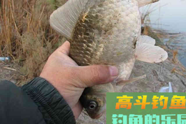 从小鲫鱼到连竿大板鲫,我只用了3招 从小鲫鱼到连竿大板鲫,我只用了3招