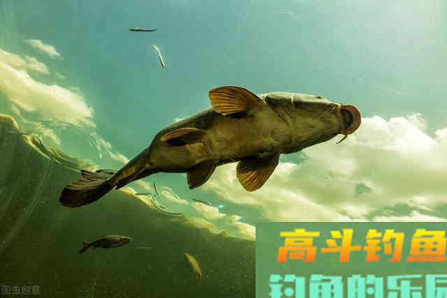 备受欢迎的黄河鲤鱼，却被南方人嫌弃