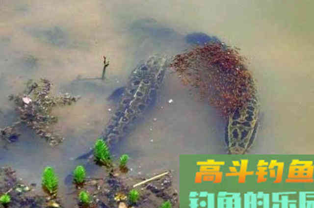 天热后,黑鱼才最好钓?要有上鱼的秘诀 天热后,黑鱼才最好钓?要有上鱼的秘诀