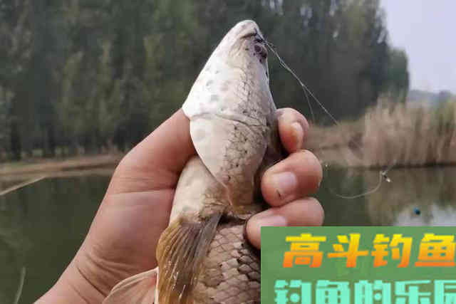 只要我有这特色钓法，黑鱼抢着咬钩