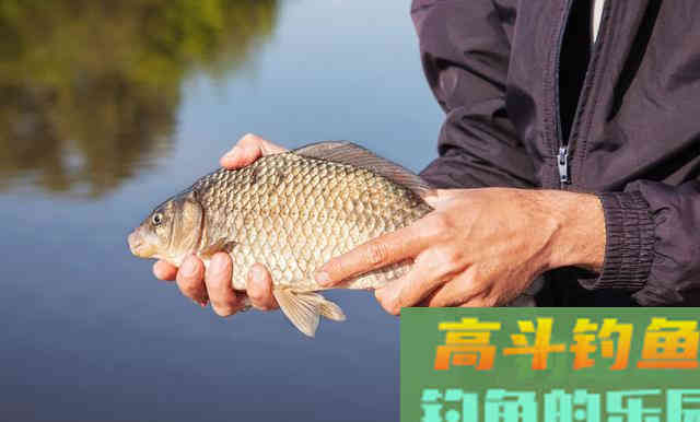 秋季野钓为什么你钓不到鲫鱼?学会这两招爆护 秋季野钓为什么你钓不到鲫鱼?学会这两招爆护