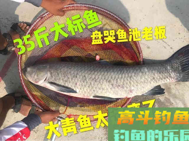 春末夏初如何钓黑坑青鱼,通过天气、鱼情、饵料等解析 春末夏初如何钓黑坑青鱼,通过天气、鱼情、饵料等解析
