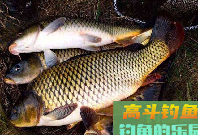 野钓鲤鱼,掌握这几个技巧,新手也能有收获 野钓鲤鱼,掌握这几个技巧,新手也能有收获