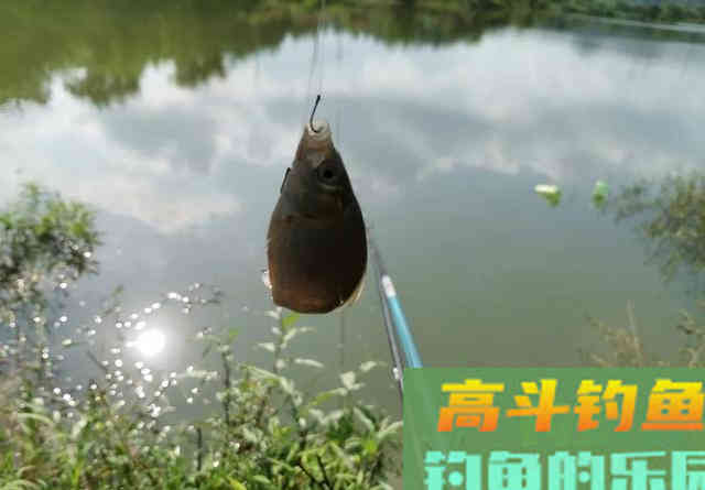 小鲫鱼该如何浮钓？只需要做好这3点即可