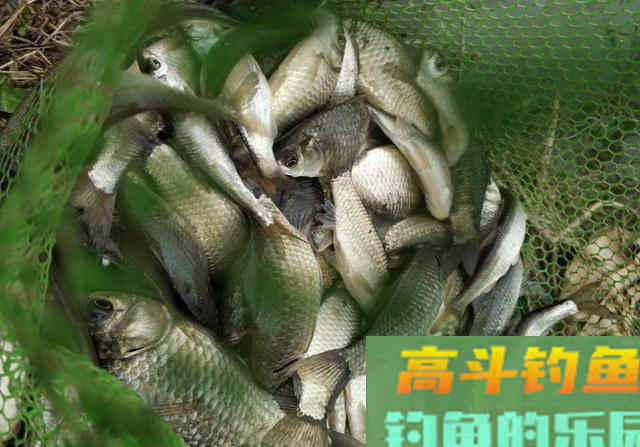 野河短竿抽钓，拉饵离底滑钓鲫鱼，30多条鲫鱼连竿咬钩