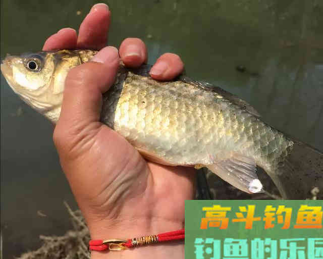 浅水区钓鲫鱼很有讲究,一步走错就可能影响鱼获 浅水区钓鲫鱼很有讲究,一步走错就可能影响鱼获