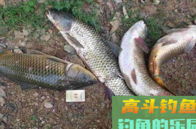 夏天的草鱼为何如此难钓？还好我用了这绝招