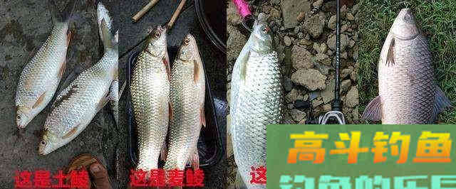 泰鲮、麦鲮凭什么把土鲮坑了？就凭你不认识它