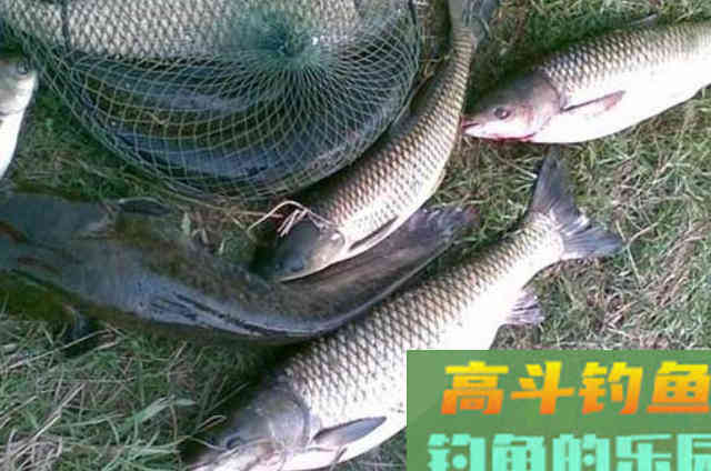 再次提醒：草鱼按我说的钓，隔三五天必钓一次
