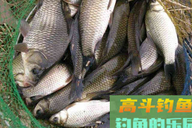 冬天的板鲫不上钩？记牢这5宜5不宜