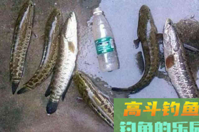 刚到五月,我就喜欢用这黑鱼钓法,效果好,上鱼快 刚到五月,我就喜欢用这黑鱼钓法,效果好,上鱼快
