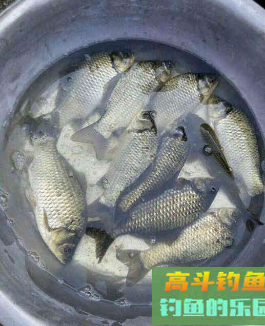 湘鲫鱼与鲫鱼有什么区别？野钓高手告诉你