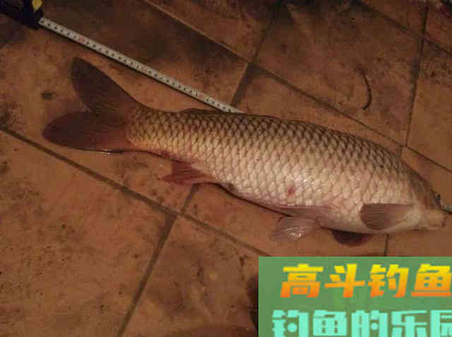 掌握这两个技巧四个细节,夜钓时,不愁鲤鱼不入护 掌握这两个技巧四个细节,夜钓时,不愁鲤鱼不入护