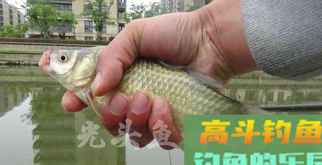 为何春季鲫鱼又大又多，夏季又少又小？钓大板鲫并不难