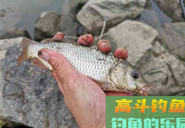 冬钓鲤鱼得先找“窝” 冬钓鲤鱼得先找“窝”