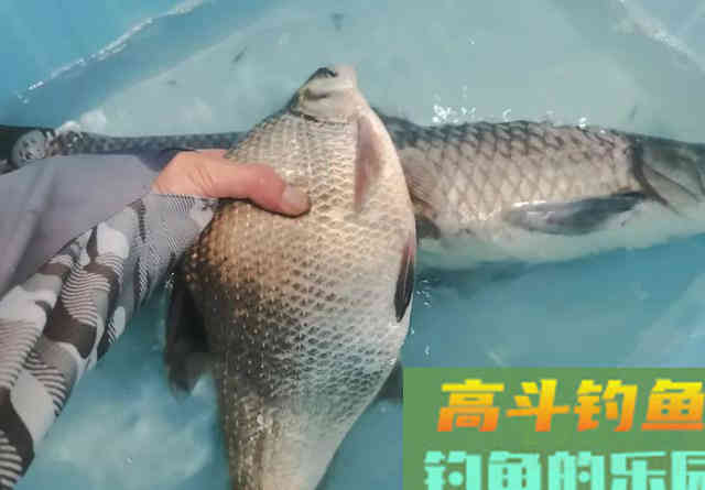 鳊鱼并不傻，要想钓好它得了解5个小技巧
