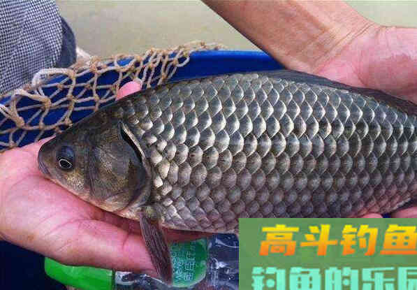 鲫鱼有哪些种类？没想到竟然有这么多种
