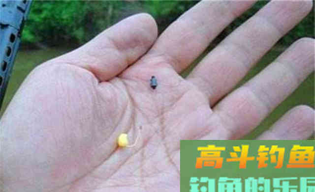 秋钓鲫鱼,从中秋开始,秋末达到顶峰 秋钓鲫鱼,从中秋开始,秋末达到顶峰