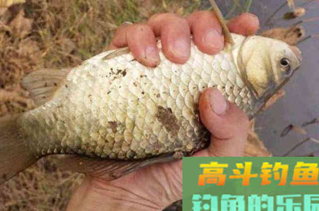 诱钓大板鲫还得用这狠招,试一试便知真假 诱钓大板鲫还得用这狠招,试一试便知真假