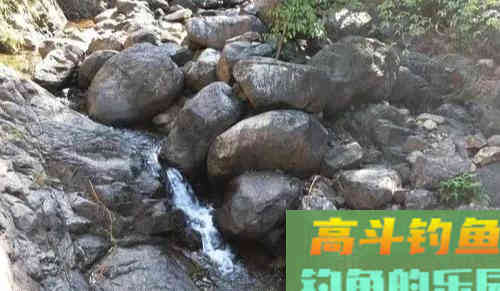 猪嘴鱼何时能重归而来 猪嘴鱼何时能重归而来