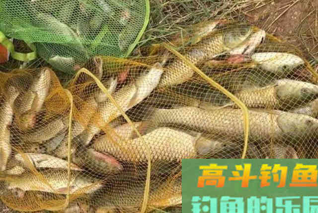 钓草鱼就学会这套特色钓法,二十年老钓手都竖大拇指 钓草鱼就学会这套特色钓法,二十年老钓手都竖大拇指
