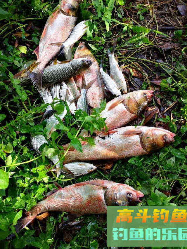 秋季钓鲢鳙最易爆护,饵料、钓位、技巧分享 秋季钓鲢鳙最易爆护,饵料、钓位、技巧分享