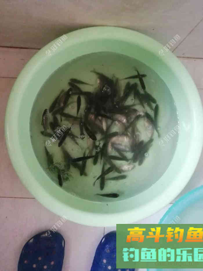 论钓白条频率的重要性 论钓白条频率的重要性