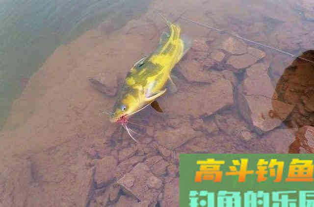 秋天野钓黄刺鱼，需要钓友们牢牢记住的一些钓法