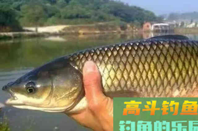 钓草鱼，就该用这3个诱鱼套路