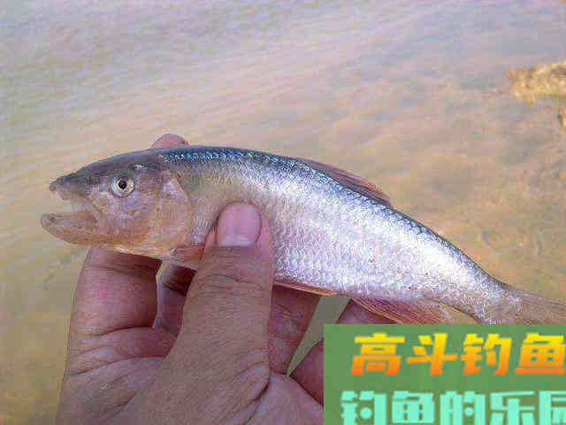 这两种水域用马口，也能尽享马口中鱼之乐