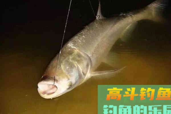 手竿钓鲢鳙：为何伊豆完胜伊势尼
