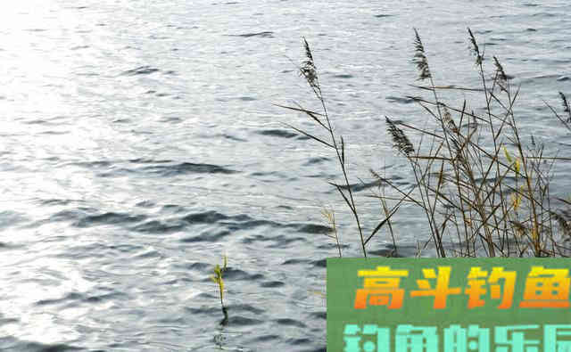 冬季大鲫鱼好钓?谣言!不注意3点,大板鲫和你无缘 冬季大鲫鱼好钓?谣言!不注意3点,大板鲫和你无缘