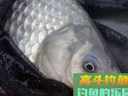 野钓大鲫鱼,这样抓口,有口就上鱼 野钓大鲫鱼,这样抓口,有口就上鱼