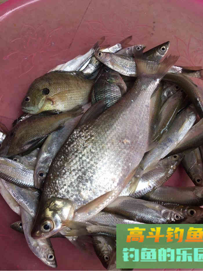 谈谈最近钓白条的心得，告诉你如何钓白条