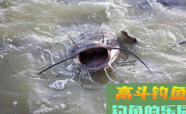 春季的鲶鱼怎么钓?掌握它的习性,才能快速地找到并钓获 春季的鲶鱼怎么钓?掌握它的习性,才能快速地找到并钓获