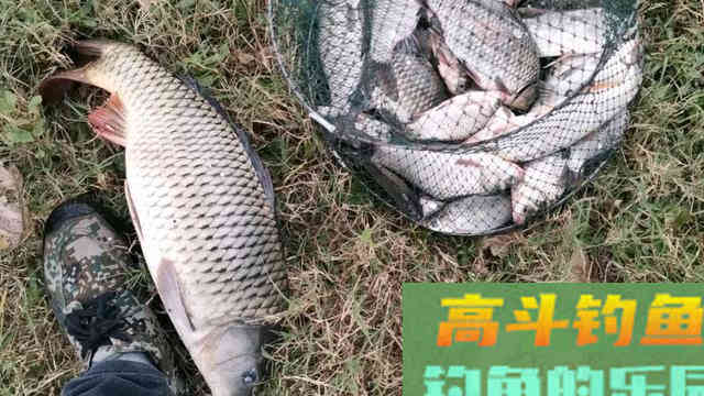 冬钓鲤鱼,这样选钓点,开制窝料、饵料,试试看 冬钓鲤鱼,这样选钓点,开制窝料、饵料,试试看