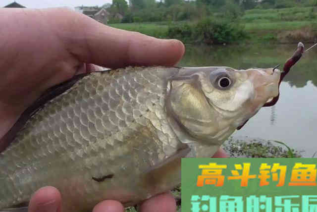 秋冬季节交替，正适合野外钓大鲫