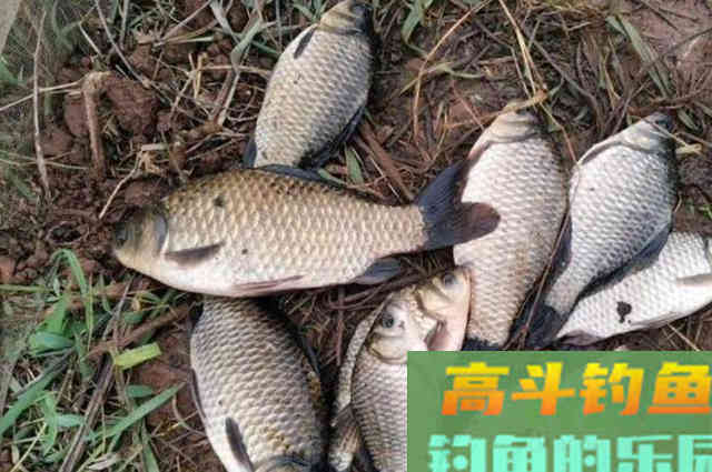 喜欢钓鲫鱼的一定要收藏,学会这个钓法,手感倍增 喜欢钓鲫鱼的一定要收藏,学会这个钓法,手感倍增