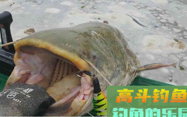 夏末秋初钓胡子鲶，子线都能给你磨断