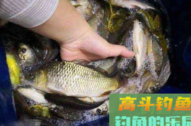 在寒冷的冬季,用虫饵作钓大鲫鱼的3个方法 在寒冷的冬季,用虫饵作钓大鲫鱼的3个方法
