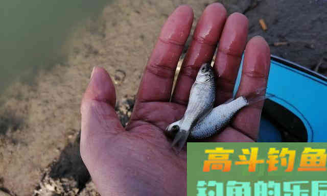 两指大的鲫鱼,凭什么受到全国钓友的热烈追捧 两指大的鲫鱼,凭什么受到全国钓友的热烈追捧