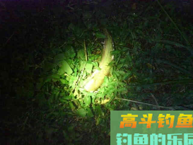 秋季夜钓鲶鱼是全年最好季节,总结5个技巧 秋季夜钓鲶鱼是全年最好季节,总结5个技巧